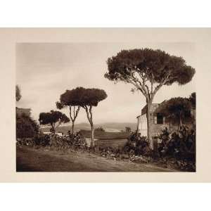  1926 Trees Lebanon Landscape Karl Grober Photogravure 
