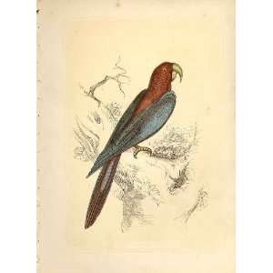  Red & Blue Maccaw 1860 Coloured Engraving Sepia Birds 