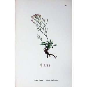   Botany Plants C1902 Matted Sea Lavender Statice Caspia