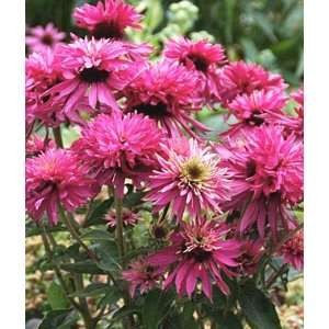  Echinacea, Pomegranate PPAF 1 Plant Patio, Lawn & Garden