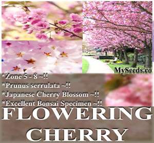 JAPANESE FLOWERING CHERRY P serrulata SAKURA Tree Seeds  