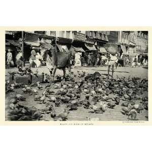  1926 Print Bird Benares India Varanasi Benaras Cow Cattle 
