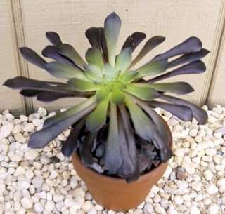 Black Rose Tree   Aeonium arboreum   RARE   Easy to grow!  