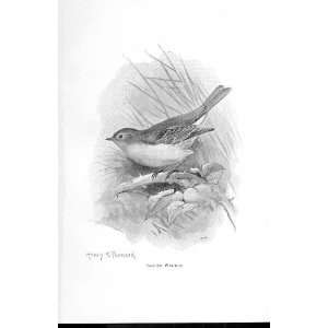  Garden Warbler By Stannard Favourite Song Birds 1897
