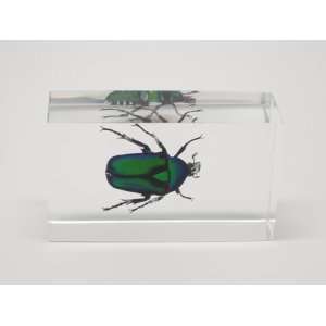  Green Rose Chafer Beetle Paperweight