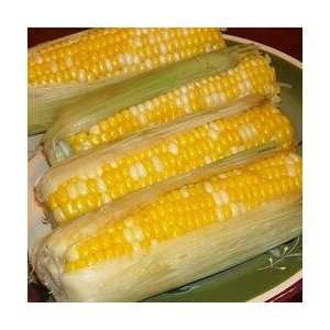 CORN ON THE COB IN THE HUSK FRESH PRODUCE VEGETABLES FROM FLORIDA 6 