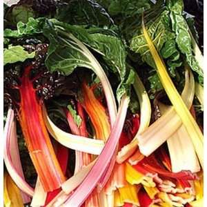  Fordhook Swiss Chard Seeds**High in Antioxidants** Patio 