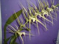 Brassia Longissima,Orchids Specie  