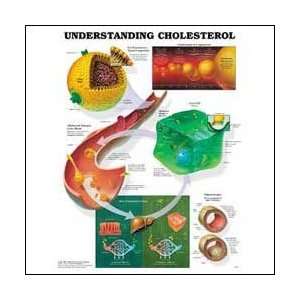 Understanding Cholesterol Anatomical Chart 20 X 26  