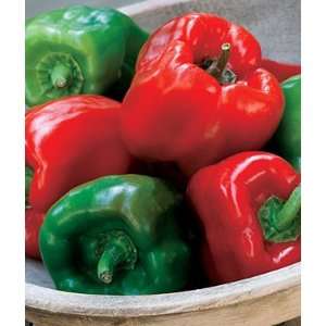  Pepper, Sweet Red Delicious Hybrid 1 Pkt. (25 seeds 