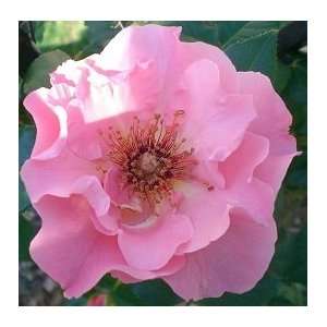  Summer Wine Rose Bush Flower Seeds: Patio, Lawn & Garden