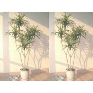 5ft Yucca Palms, Artificial Trees:  Home & Kitchen
