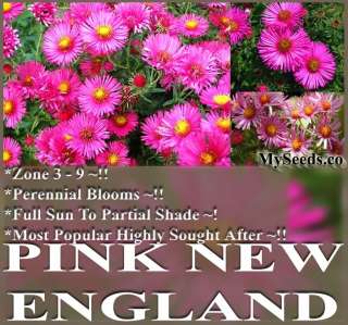   angliae Pink New England Aster Seeds butterfly roadside plants gardens