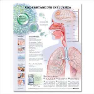 Understanding Influenza Anatomical Chart Paper Unmounted  