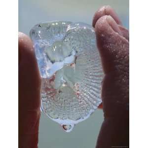 Two Fingers Holding a Clear, Striated Sea Creature Dripping with Water 