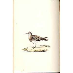  TemminckS Stint Meyer H/C Birds 1842 50: Home & Kitchen