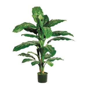 4 Dieffenbachia Plant in Pot Green (Pack of 4)