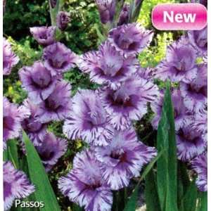  Passos Gladiolus 10 Bulbs   NEW!   Lush Plum!: Patio, Lawn 
