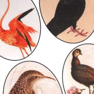  Collage Sheet Exotic Birds 30x40mm Ovals (1 Sheet): Arts 