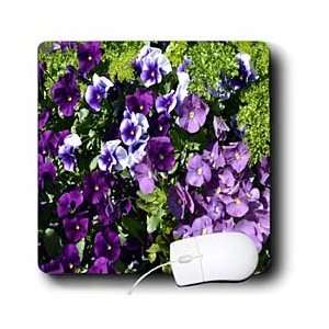     Purple Pansies Spread of purple flowers   Mouse Pads Electronics