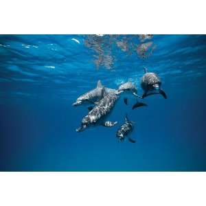  Wyland Galleries Spotted Dolphin Visit Nature Photography 