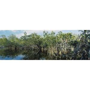  Reflection of Trees in Water, Hells Bay Trail, Everglades National 