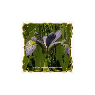 Southern Blue Flag Iris (Iris virginica shrevei) Bulk Wildflower Seeds 