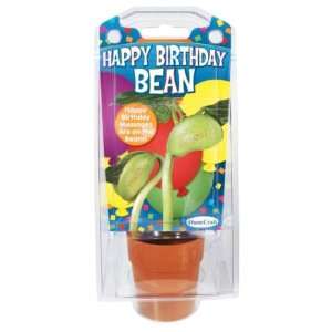  Happy Birthday Bean Case Pack 12 Toys & Games