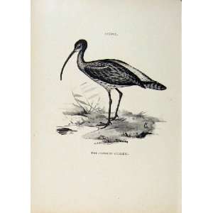  Birds Useful And Harmful Common Curlew By Csorgey