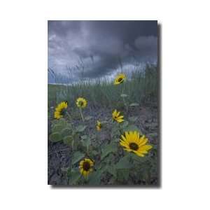  Plains Sunflowers Little Missouri National Grasslands North Dakota 