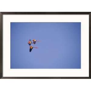  Three scarlet macaws fly through the air Styles Framed Art 