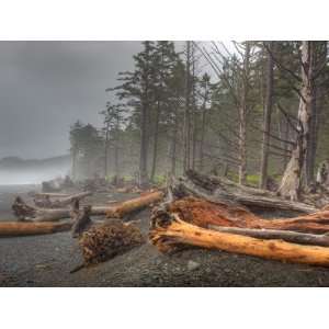 Beached Trees From Ocean Storms, Rialto Beach, Olympic National Park 
