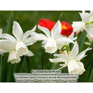  Narcissus (Daffodils) Thalia   10 very large bulbs   15/17 
