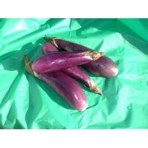  Shyamala   eggplant seed packet
