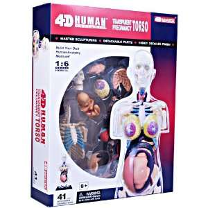  4 D Human Pregnancy Torso Anatomy Model Toys & Games