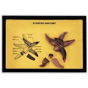 Nasco   Starfish Anatomy Riker Mount Display:  Industrial 