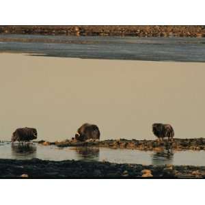 Musk Oxen Grazing on a Small Patch of Land Surrounded By Water Animal 