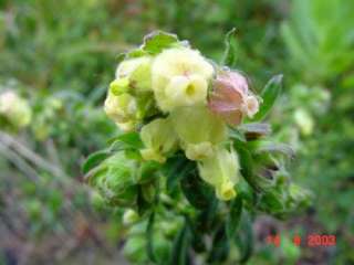 eight day healing bush hermannia hyssopifolia 5 seeds
