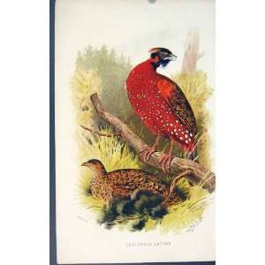  Ceriornis Satyra Colour Antique Print Bird Birds C1880 