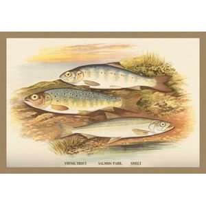  Young Trout, Salmon Parr. and Smelt   12x18 Framed Print 