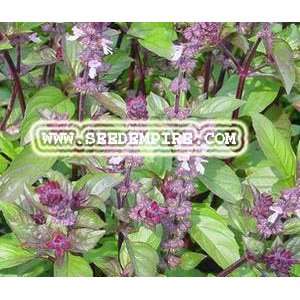  BASIL CINNAMON Ocimum Basilicum     1,000 Herb Seeds 