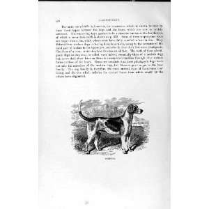   1893 94 FOXHOUND DOG CARNIVORE NATURAL HISTORY ANIMAL
