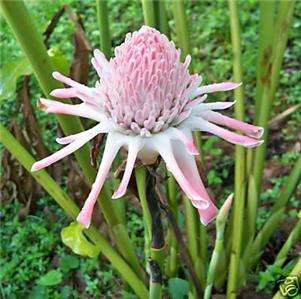 PINK TORCH GINGER LIVE RHIZOME TROPICAL EXOTIC FLOWER  