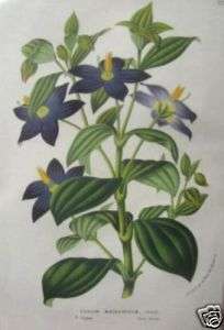 Exacum Macranthum by Van Houtte; Antique Botanical  