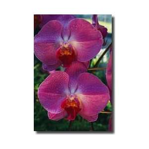  Orchid Homestead Florida Giclee Print