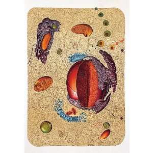 3B Scientific V2027M Human Cell Structure Anatomical Chart, with 