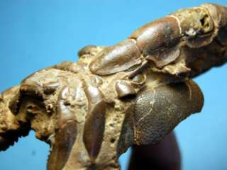 Mangrove Fossil Lobster, Thalassina anomala, Australia  