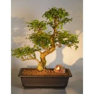   Bonsai Tree ligustrum lucidum  Grocery & Gourmet Food