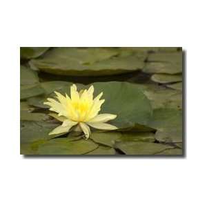  Yellow Lotus Flower Santa Barbara California Giclee Print 