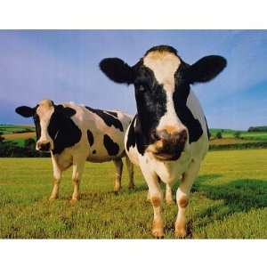 16x20) Cows Licking Lips Milk on Grass Poster 